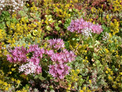 Sedum-Vegetation